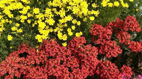 Shot Of Variety Flowers Stock Footage Video 100 Royalty Free Variety Of Flowers Stock Footage