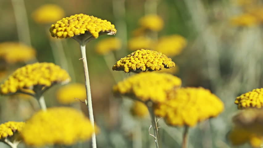 Yellow Summer Flowers Fernleaf Yarrow Stock Footage Video 100 Browse Video Categories