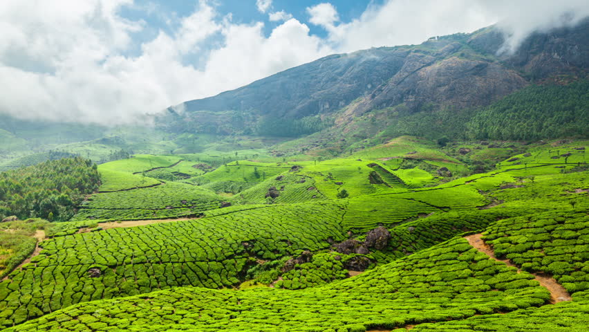 Hill Farm landscape in Munnar, India image - Free stock photo - Public ...