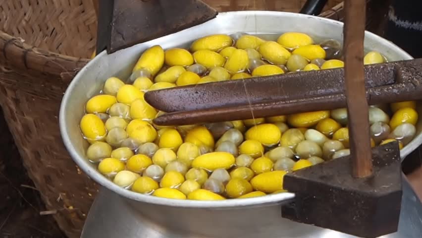 In A Pot Boil The Cocoons The Traditional Process To Extract Silk From ...