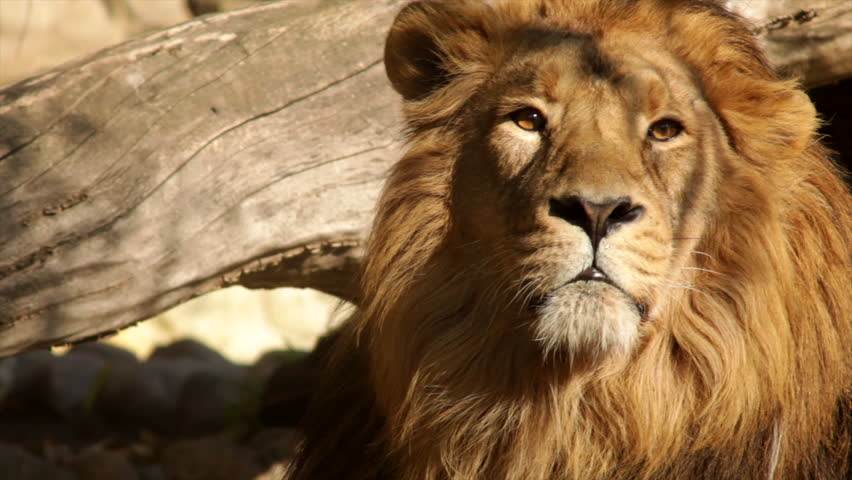 Head Of Sunlit Drowsy Lion Stock Footage Video 100 Royalty Free