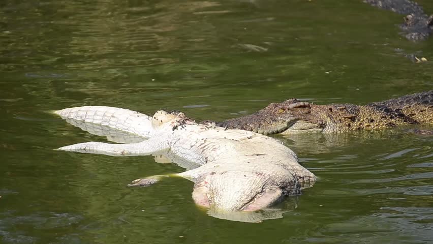 Shaman Eaten By Crocodile