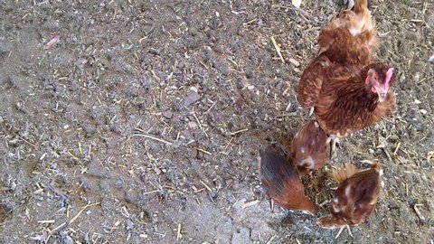 Rhode Island Red Chick Stock Video Footage 4k And Hd Video Clips