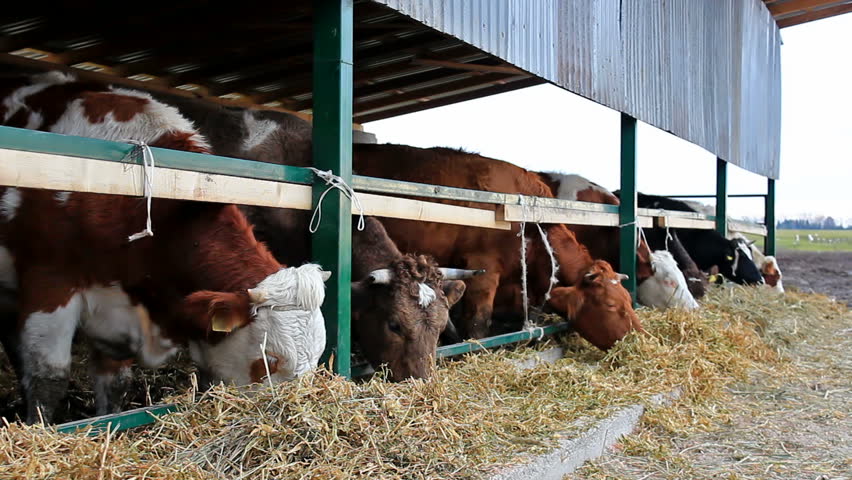 Cows In The Barn Stock Footage Video 100 Royalty Free 8452174