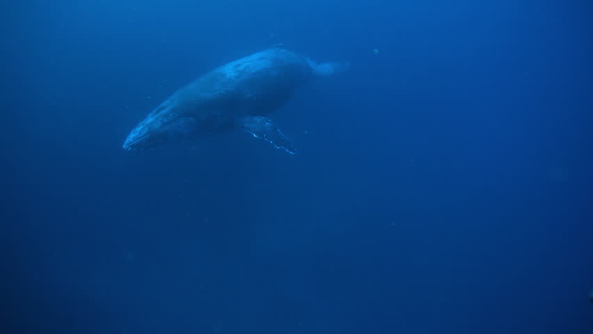 Juvenile Humpback Whale Megaptera Novaeangliae Stock