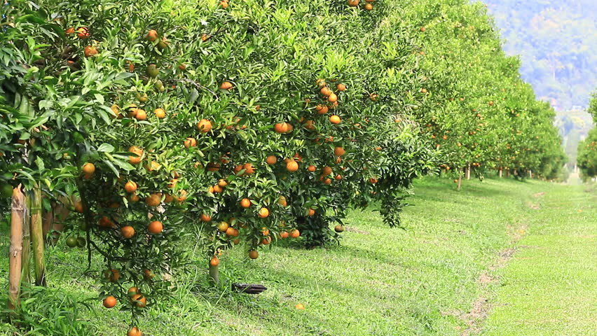 Image result for orange farm