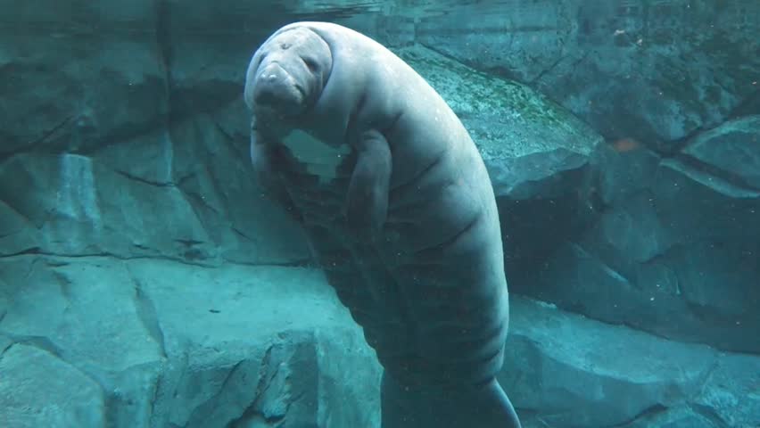 Header of manatee