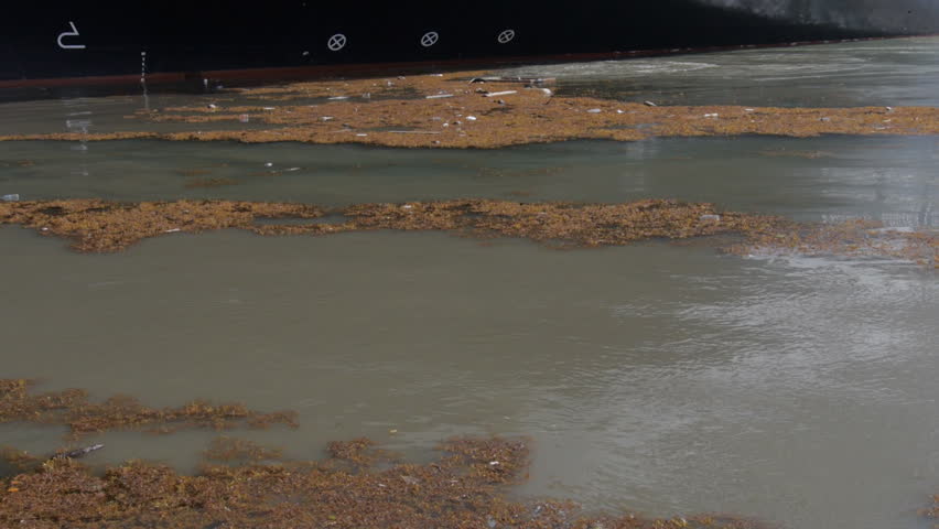 Header of sargassum