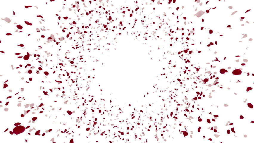 Red Heart Confetti Falling On White Background With Aplha Matte Rose Petals Cg 4k Stock Footage Clip