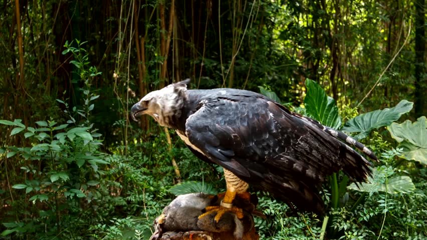 Harpy Eagle Stock Video Footage - 4K and HD Video Clips | Shutterstock