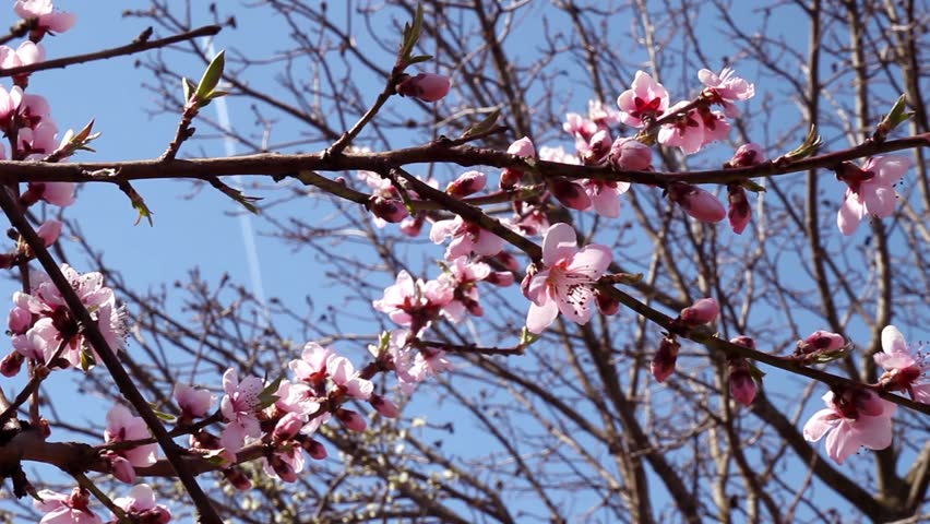 Peach Blossom Tree Stock Footage Video (100% Royalty-free) 9566144