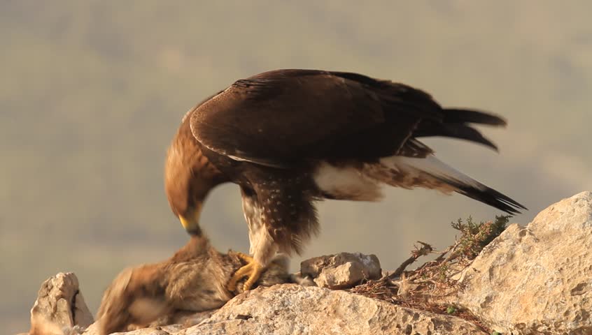 Golden Eagle Aquila Chrysaetos Stock Footage Video 100 Royalty Free 9589514 Shutterstock