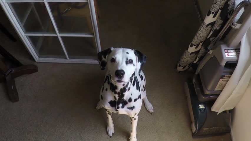 10 Things That Dalmatians Do When They Are Trying To Tell You ...