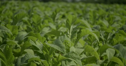 Hydroponic Vegetables Growing Inside A Stock Footage Video 100