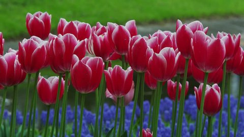 Windows Xp Tulips | Tulips Flower