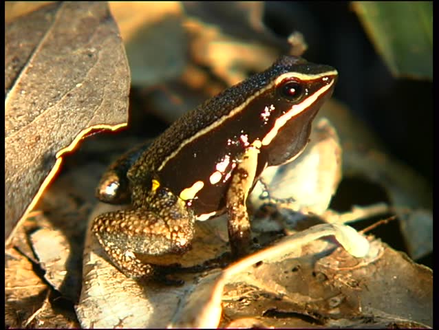 Header of Allobates femoralis