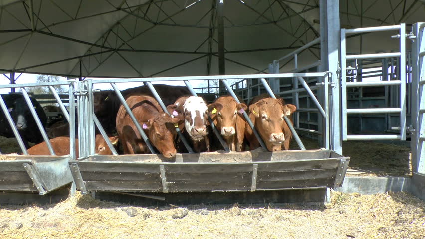 Hd00 06a Herd Of Beef Cattle Eating Food In An Open Sided Round Barn