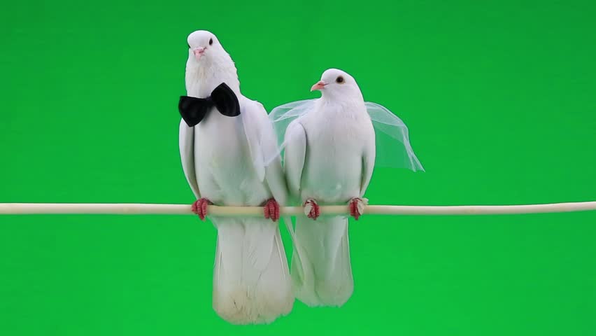 Wedding Pigeons On Green Screen Stock Footage Video 9799982 Wedding Pigeons On Green Screen Hd Stock Footage Clip