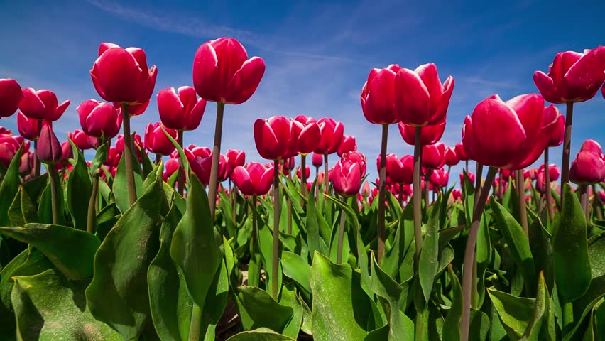 Stock Video Clip Of Tulips Farm Near The Creil Town. Beautiful 