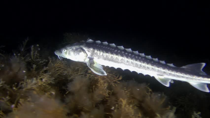 Stock video of russian sturgeon (acipenser gueldenstaedtii ...